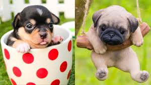 50+ adorable cute puppies, lovely dogs! Baby Dogs Cute And Funny Dog Videos Compilation 21 Aww Animals Youtube