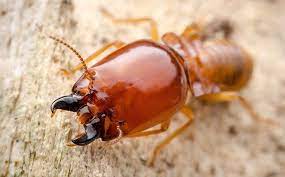 Only $69 for delivery in baton rouge area! Blog What Not To Do If You Spot Signs Of Termites Around Your Baton Rouge Property
