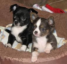 Black And White Chihuahua Puppy Blossom X Boogie Black And White Smoothcoat Chihuahua Puppy And Blue And Tan And White Chihuahua Puppy Chihuahua Puppies Cute Chihuahua Cute Baby Animals