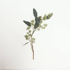 Foliage Seeded Eucalyptus Season Year Round Seeded Eucalyptus Eucalyptus Foliage