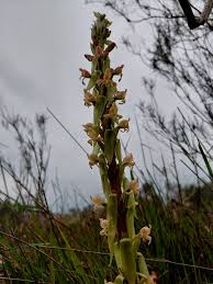 Image result for Satyrium