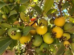 Tanaman buah buahan lainnya yang bisa tumbuh dalam pot adalah jambu baik itu jambu air ataupun jambu biji sama saja bisa tumbuh dengan baik dalam pot. Jenis Tanaman Sayur Dan Buah Yang Cocok Ditanam Pada Musim Hujan Tips Petani