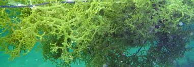 Maybe you would like to learn more about one of these? As Menolak Rumput Laut Pemeriksaanpajak Com