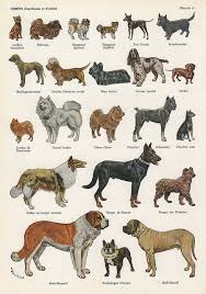 These breeds are usually classified according to the type of job performed by them. Dog French Plate Dog Breeds Dog Breeds Chart Dog Breeds List