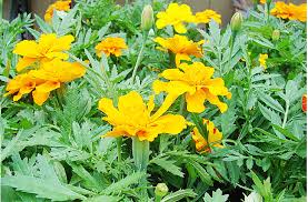 Arctotis red radiance is an evergreen perennial that can grows to approximately 30cm in height. How To Spread African Marigolds Stabroek News