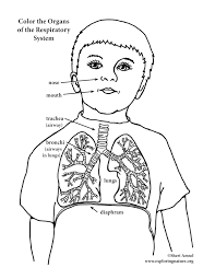 Plus, it's an easy way to celebrate each season or special holidays. Respiratory System Younger Coloring Nature