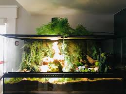 Hermit crab homes hermit crab tank hermit crabs hermit crab habitat crabby patties coconut crab bearded dragon cage crab house to spoil. New Hermit Crab 40 Gallon Exo Terra Housing 6 Hermit Crabs Has Fresh And Saltwater But I M Not Sure How To Keep The Humidity Up Any Tips At The Front The Substrate Is Around