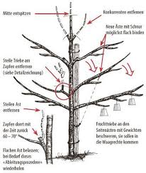 Damit ihre bäume jahr für jahr genügend austreiben und ausreichend früchte tragen, sollten sie darauf achten, dass sie eine gleichmäßige. Die 15 Besten Ideen Zu Baum Schneiden Baum Schneiden Obstbaumschnitt Obstbaume