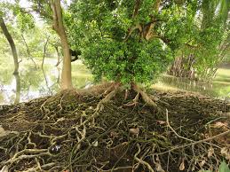 Image result for Xylocarpus