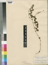 Image result for Indigofera dimidiata