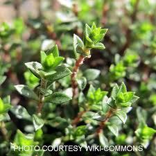 Image result for Cliffortia serpyllifolia