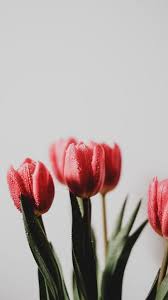 The Latest Iphone11 Iphone11 Pro Iphone 11 Pro Max Mobile Phone Hd Wallpapers Free Download Tulip Flowers Bouquet Drop In 2020 Wet Flowers Types Of Tulips Tulips