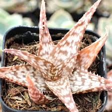 Image result for Aloe buchananii