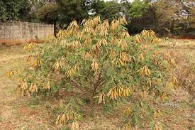 Image result for Tephrosia vogelii