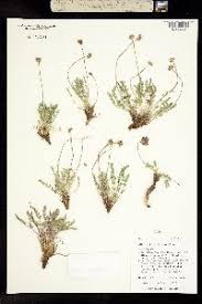 Image result for Agrocharis incognita