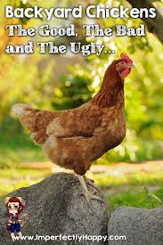 Pin On All Things Poultry