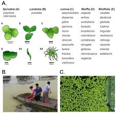 Image result for Wolffiella