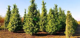 Image result for Altingiaceae