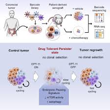 Dark blue but the list doesn't end there, and some cancers even share a cancer color. Colorectal Cancer Cells Enter A Diapause Like Dtp State To Survive Chemotherapy Sciencedirect