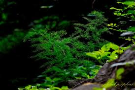 Image result for Asparagus migeodii