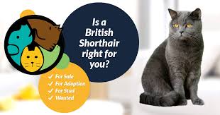 Wonderful british shorthair kittens are looking for parents. British Shorthair Cats And Kittens For Sale In The Uk