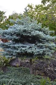 This is a dwarf evergreen shrub with a globe shaped habit. Blue Globe Spruce Kiwi Nurseries Ltd