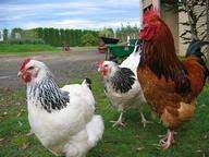 Become a part of our community of millions and ask any question that you do not find in our chicken q&a library. Chickens Quiz 10 Questions