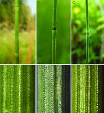 Image result for Equisetum ramosissimum