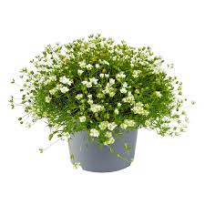 Image result for Sagina