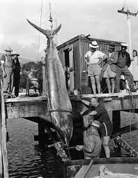 While he was here, he wrote his infamous book 'anglers eldorado'. Big Game Fishing Urupukapuka Island Nearshore Islands Te Ara Encyclopedia Of New Zealand