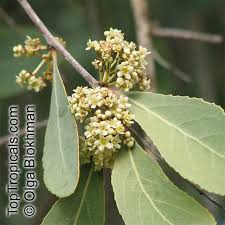 Image result for Euclea