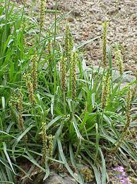 Image result for Plantaginaceae