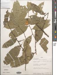 Image result for Hua gabonii