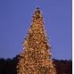 Town of Pocahontas lightning of the Christmas tree event image
