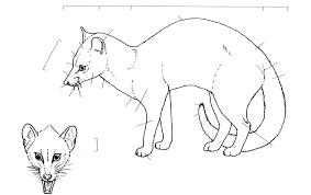 Image result for Mimulopsis excellens