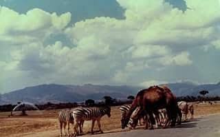 N24Carabobo. - Hablar de “Safari Carabobo” es remontarse a la niñez, a esa Valencia del Rey, a los años mozos; así es como recuerdan este espectacular zoológico. - El empresario Roberto Cervini