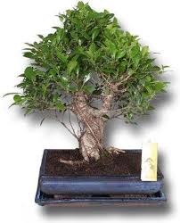 Bol Com Bonsai Ficus Retusa Pot 35 Cm