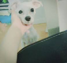 This is an adorable designer dog breed that is crossed between a toy poodle and a maltese. A Bald Maltese Dog Forum