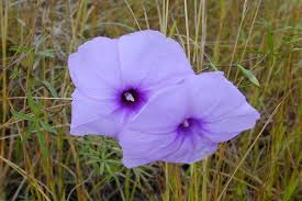 Image result for Ipomoea venosa