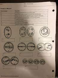 Make certain that you click the link make a duplicate of the google sheet. Solved Mitosis Meiosis Summary Instructions When Your Mi Chegg Com