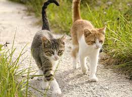 The latest tweets from @katze_db Katzen Zusammenfuhren Freunde Furs Leben Teil 1 Zooroyal Magazin