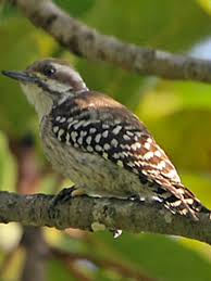 Brown Bird With Black And White Wings Uk Brown Backed Woodpecker Dendropicos Obsoletus Cnt Af Birdfinders Co Uk Gambia Bird Species Woodpecker