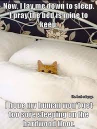 Although His Jokes Are So Bad You Can T Help It But To Laugh Because He S So Cute Here Are 14 Of The Best Cough Worst C Cats Cute Funny Animals