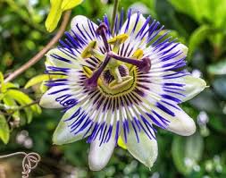 We did not find results for: Rare Flower Name Passiflora Nancy S Baby Names