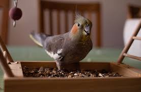 Maybe you would like to learn more about one of these? What Can Cockatiels Eat Petcover Au