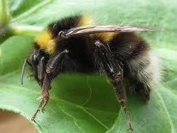 Image result for Bombus hortorum