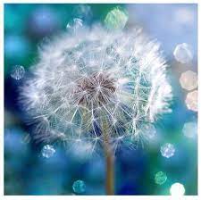 Pin By Katerina Bartonova On Beauty Of Nature Dandelion Art Dandelion Dandelion Wish
