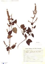 Image result for Mesosphaerum pectinatum