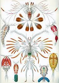 Ruderfusskrebse Biologie