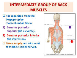 Jun 10, 2021 · lower back pain is a fairly common health issue, partly because so many things can cause it. Muscles Of Back Prof Ahmed Fathalla Ibrahim Professor Of Anatomy Ppt Video Online Download